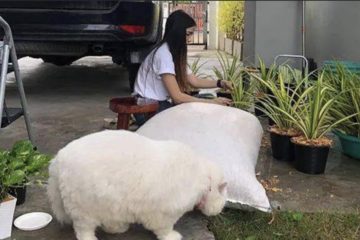 網紅貼庭園照　網友驚奇：「你家養了頭豬！」她尷尬解釋：「那是我的貓啦」